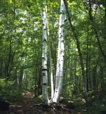 Змови на молодість та красу 10 секретів білої магії, Для себе коханої красу