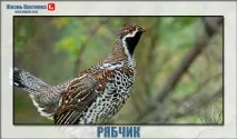 хънтър животът