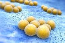 staphylococcus staphylococcus