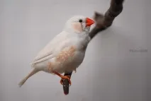чинки зебра