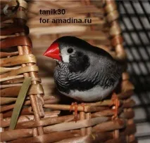 вампирочка чинки
