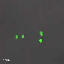биология клетъчен