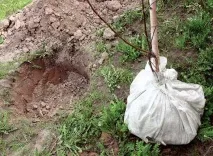 4 важливі особливості осінньої посадки дерев важливі