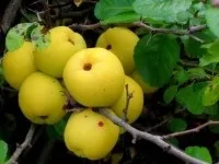 съвети aiva