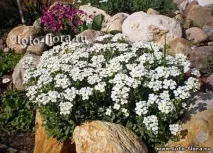 Альпійська гірка в ландшафтному дизайні дачі - Благоустрій дачної ділянки гірка