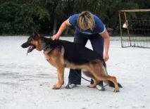 allemo allemo