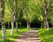 Алея в саду чарівне місце для прогулянок алея