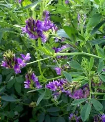 Alfalfa - Люцерна від SISEL використовується