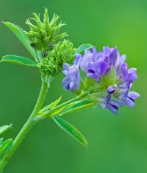 Alfalfa - Люцерна від SISEL люцерна