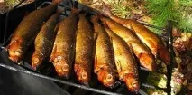 Байкальська риба список, опис байкальська