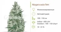 Автоквітучі сорти конопель без запаху автоквітучі