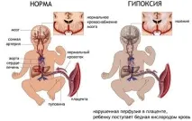 Роль епіфіза в організмі та його патології його