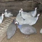Хвороби цесарок їх симптоми та лікування хвороби
