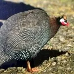 Хвороби цесарок їх симптоми та лікування цесарок