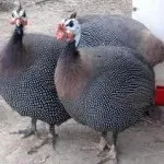 Хвороби цесарок їх симптоми та лікування хвороби