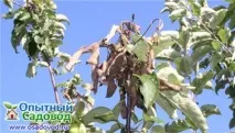 Хвороби бузку – заходи щодо захисту, Osadovod - Все про сад, город та дизайн бузку