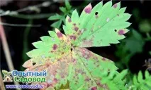 Хвороби бузку – заходи щодо захисту, Osadovod - Все про сад, город та дизайн хвороби