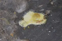 Хвороби цесарок симптоми, лікування та профілактика цесарок