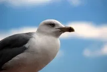 мадам