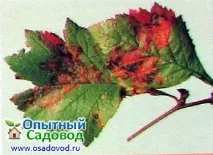 Хвороби бузку – заходи щодо захисту, Osadovod - Все про сад, город та дизайн заходи