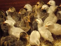 Хвороби цесарок симптоми, лікування та профілактика профілактика