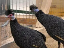 Хвороби цесарок симптоми, лікування та профілактика лікування