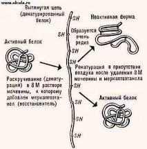 Біополімери Енциклопедія БСЕ біополімери