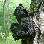 брезова гъба брезова гъба