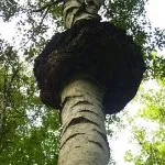 брезовата гъба брезова гъба