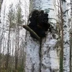 брезовата гъба чага