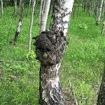 чага бреза
