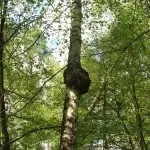 чага чага