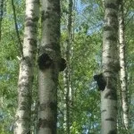 брезова гъба чага