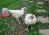 продажба птиче