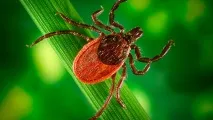 Що робити якщо вкусив кліщ перша допомога та послідовність дій робити