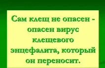 Що робити якщо вкусив кліщ перша допомога та послідовність дій Якщо