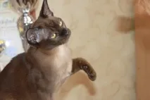 котки бирмански