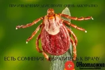 Що робити якщо вкусив кліщ перша допомога та послідовність дій Якщо