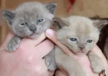 котки домашни любимци