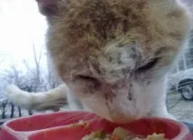 краста котки