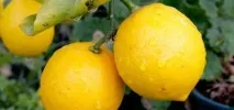 Квітництво, Дачна ділянка рослини