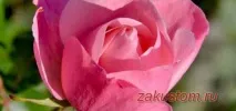 Квітництво, Дачна ділянка ділянка