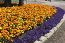чорнобривців