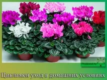 растение тайни
