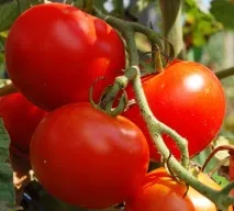 Що потрібно їсти, щоб не захворіти на рак ТОП-7 доступних продуктів їсти