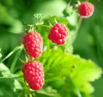 Що потрібно їсти, щоб не захворіти на рак ТОП-7 доступних продуктів потрібно