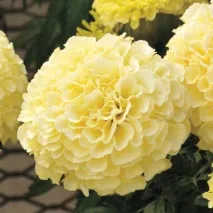 чорнобривців