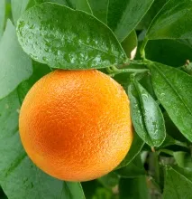 Що потрібно їсти, щоб не захворіти на рак ТОП-7 доступних продуктів захворіти