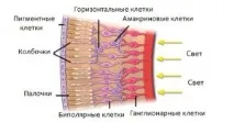 ганглиозни клетки очната ябълка
