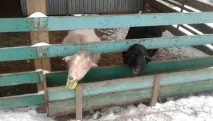 Мережа пансіонатів Добро для людей похилого віку та людей з обмеженими можливостями добро
